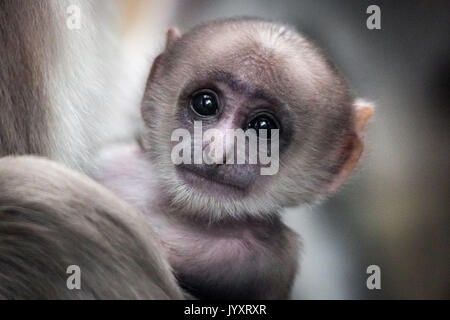 London, UK. 21st August, 2017. ‘Sacred’ monkey born at ZSL London Zoo. Zookeepers are celebrating the arrival of Kamala, a Hanuman Iangur monkey named after the Hindu god and considered sacred by Indian holy men. Credit: Guy Corbishley/Alamy Live News Stock Photo