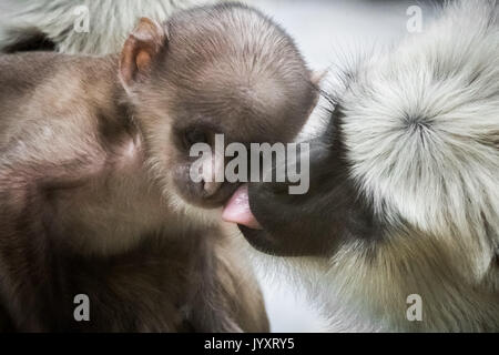 London, UK. 21st August, 2017. ‘Sacred’ monkey born at ZSL London Zoo. Zookeepers are celebrating the arrival of Kamala, a Hanuman Iangur monkey named after the Hindu god and considered sacred by Indian holy men. Credit: Guy Corbishley/Alamy Live News Stock Photo