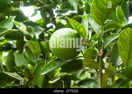 Unripe orange growing on the tree, USA Stock Photo