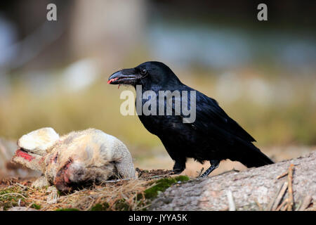 Common raven (Corvus corax), adult, eating carrion, Zdarske Vrchy, Bohemian-Moravian Highlands, Czech Republic Stock Photo