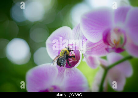 Bee Pollinating Pink Orchid Flower Stock Photo