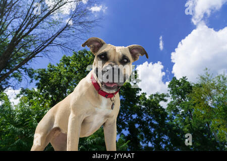 Happy Portrait Of Pit Bull Dog Stock Photo