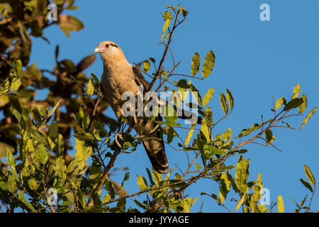 Yellow-headed caracara (Milvago chimachima) sitting in tree, Pantanal, Mato Grosso do Sul, Brazil Stock Photo