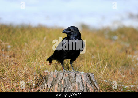 Common raven (Corvus corax), adult, standing on tree stump, Zdarske Vrchy, Bohemian-Moravian Highlands, Czech Republic Stock Photo