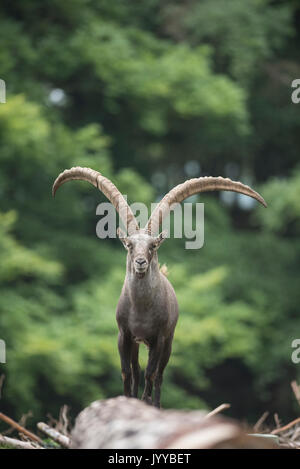 Ibex,  Capra ibex. Stock Photo