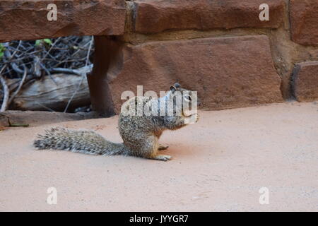 Rock Squirrel on Riverside Walk in Zion National Park Stock Photo