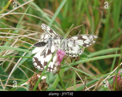 Pair of Marbled White Butterflies Stock Photo
