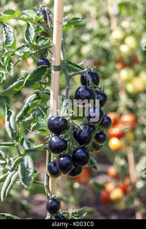 Indigo Rose Black tomato vine ripe in the garden. This type bred from ...