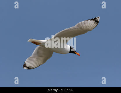 A summer plumage, Pallas's or Great-black Headed Gull, Ichthyaetus ichthyaetus, seagull, in soaring flight against clear blue sky. Danube Delta Stock Photo