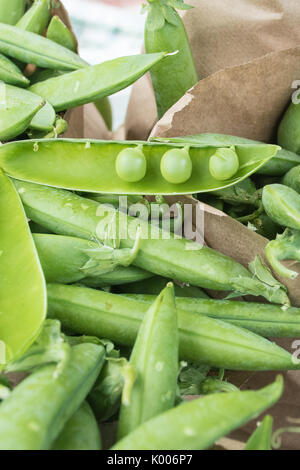 Organic locally grown English green peas in a pod at a California Farmer's Market Stock Photo