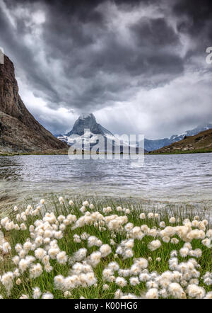 Cotton grass on lake Riffelsee while a thunderstorm hits the Matterhorn Zermatt Canton of Valais Switzerland Europe Stock Photo