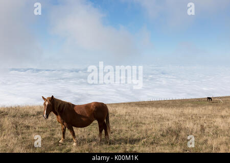 Some horses pasturing on top a mountain, beneath a big blue sky with some very close clouds, and over a valley full of fog Stock Photo