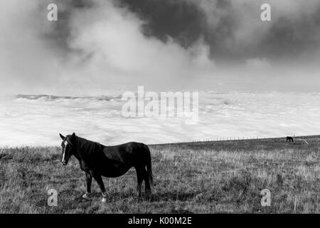 Some horses pasturing on top a mountain, beneath a big sky with some very close clouds, and over a valley filled by fog Stock Photo