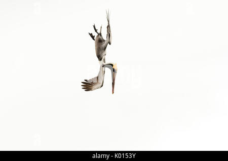 Pelican diving flying is a beautiful feathered pacific coast pelican diving towards the ocean water. Stock Photo