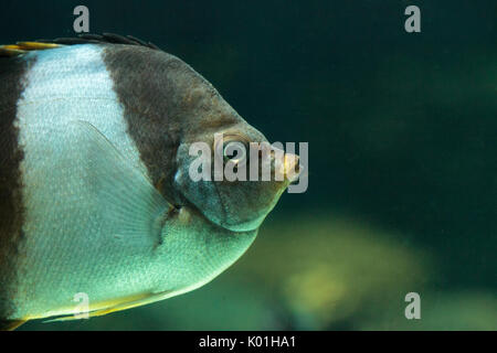 Brown and white butterflyfish Hemitaurichthys zoster is seen in the Indian Ocean Stock Photo