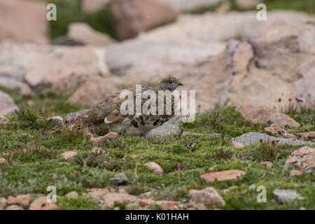 White-tailed ptarmigan, Colorado Stock Photo