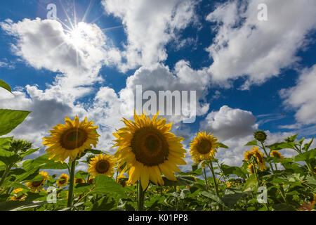 Sunflowers and clouds in the rural landscape of Senigallia province of Ancona Marche Italy Europe Stock Photo