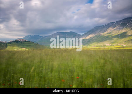 Green fields of ears of corn frame the medieval village Castelluccio di Norcia Province of Perugia Umbria Italy Europe Stock Photo