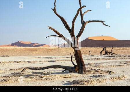 Parched ground and Dead Acacia surrounded by sandy dunes Deadvlei Sossusvlei Namib Desert Naukluft National Park Namibia Africa Stock Photo