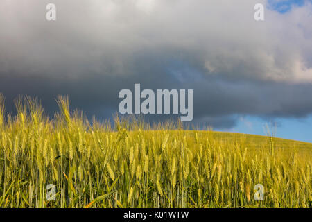 Clouds and sun on the green rolling hills and ears of corn Crete Senesi (Senese Clays) province of Siena Tuscany Italy Europe Stock Photo
