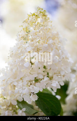 White Hydrangea growing in a summer flower garden Stock Photo