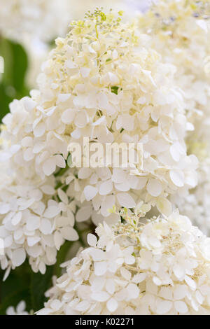White Hydrangea growing in a summer flower garden Stock Photo