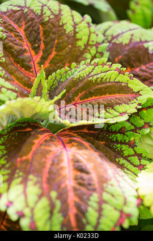 Close up view of Coleus leaves Stock Photo