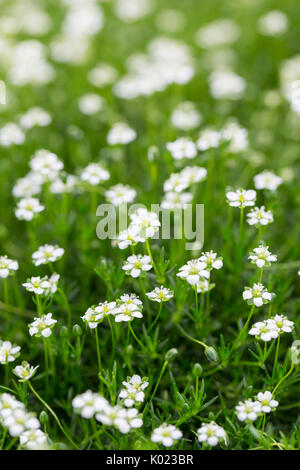 Close up view of Irish Moss in bloom Stock Photo