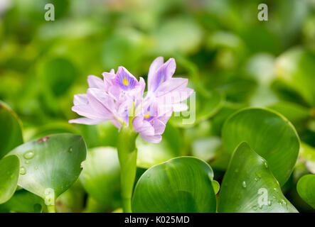 Water Lettuce in bloom Stock Photo