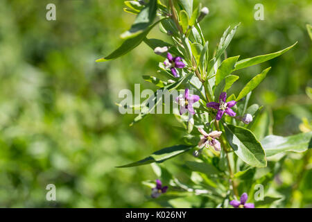 Flowering Goji Berry Plant Stock Photo