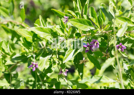 Flowering Goji Berry Plant Stock Photo