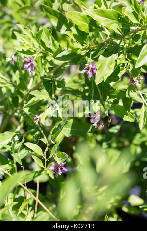 Flowering Goji Berry Plant Stock Photo