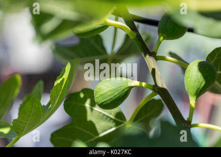 Close up of Fig growing on tree Stock Photo