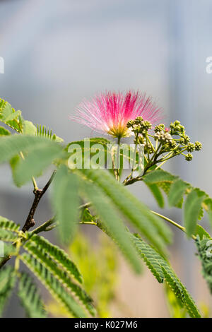 Close up blossoms on a Persian Silk Tree Stock Photo