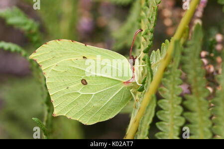 A pretty Brimstone Butterfly (Gonepteryx rhamni) perched on bracken. Stock Photo