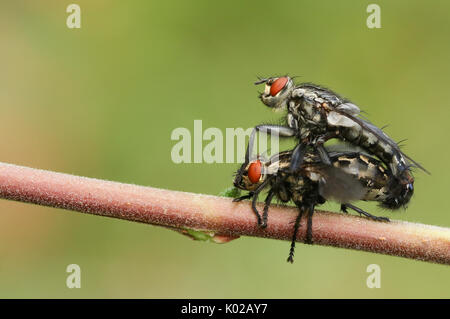 A mating pair of Flesh Fly (Sarcophaga). Stock Photo