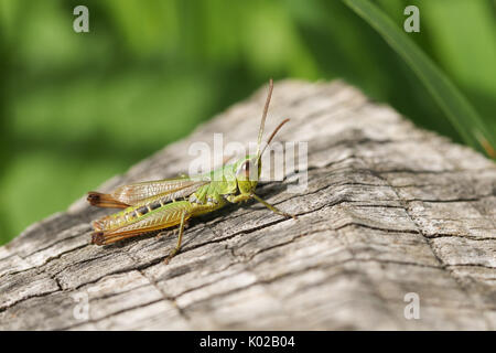 A Meadow Grasshopper (Chorthippus parallelus). Stock Photo