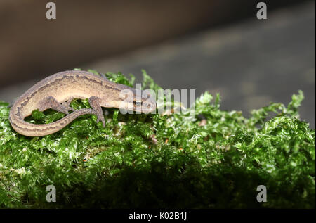 A Smooth Newt  also known as the Common Newt (Lissotriton vulgaris) hunting  in the moss. Stock Photo