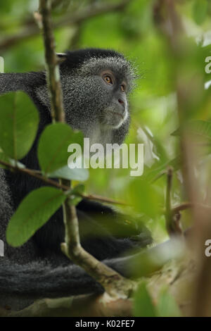 Blue monkey (Cercopithecus mitis stuhlmanni), in the Kakamega Forest, Western province, Kenya, subjects of long-term study Stock Photo