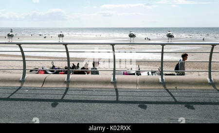 Donkeys lead off the beach after a days work watched by perched seagulls on Blackpool Promenade Stock Photo