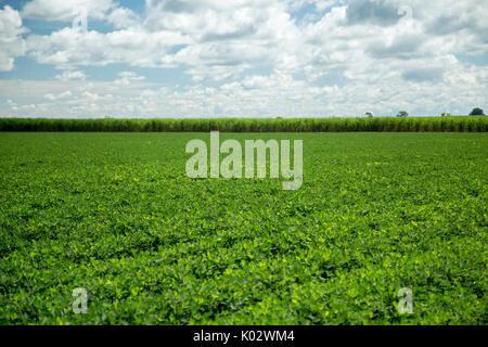 Peanut field plantation nature Stock Photo
