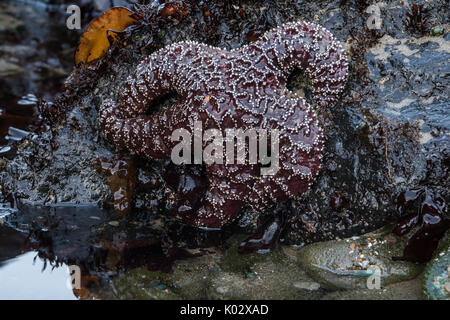 Purple Sea Star Clings to Rock at low tide Stock Photo