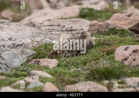 White-tailed ptarmigan, Colorado Stock Photo