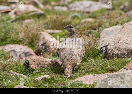 White-tailed ptarmigan, Colorado Stock Photo