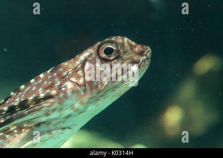 Oriental flying gurnard Dactyloptena orientalis is found in the Indo-Pacific Stock Photo