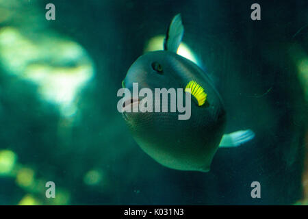 Pinktail triggerfish with yellow fins Melichthys vidua is found on a coral reef Stock Photo