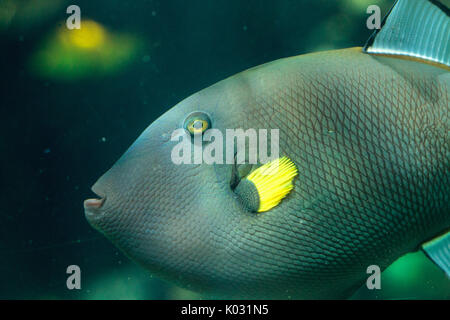 Pinktail triggerfish with yellow fins Melichthys vidua is found on a coral reef Stock Photo