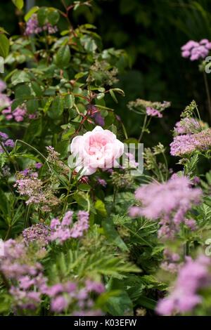 Pink Rose in an herbaceous border. Stock Photo