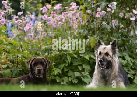 Chocolate labrador and German shepherd dogs. Black and cream long-haired Alsatian and lab in front of English cottage garden flowers Stock Photo