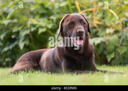 Chocolate labrador lying down. Brown dog on grass in front of flowers Stock Photo